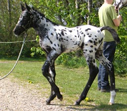 Fohlen